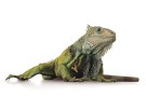 Lizard Pet Portrait