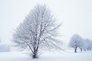 Scolton Trees in Snow